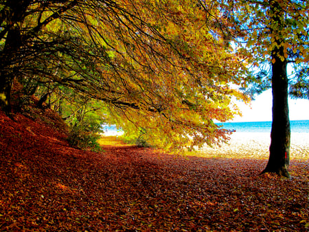 Autumn - trees, yellow, image, landscape, beauty, colors, forest, fall, nature, autumn, view, red, background