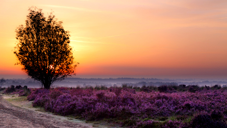 A Pleasant Evening - fields, sky, tree, sunset, pleasant, lavender