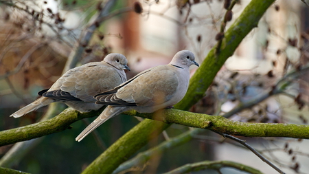 Lovey-Dovey - pair, doves, grey, branch