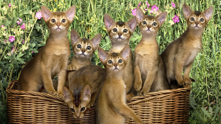 Curious Cats - flowers, basket, purple, seven, cats, curious