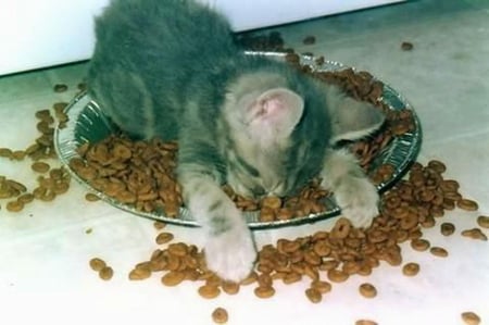 I THINK I AM FULL - full, kitty, asleep, dinner