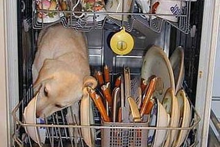 HELPING MYSELF, - dishes, dishwasher, dog, selfservice