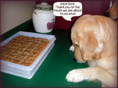 OH YUMMY - yummy, puppy, all mine, sweet tooth