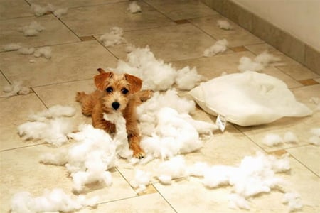 I DID'NT DO IT - pillows, not me, puppy, feathers