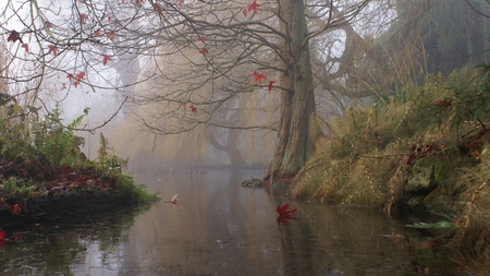 Autumn Remnants - maple leaves, remnants, autumn, river, red, tree