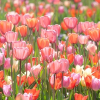 Sweet tulips