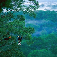 Birds in Forest