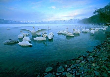 Swans in Lake - picture, swans, in lake, beautiful