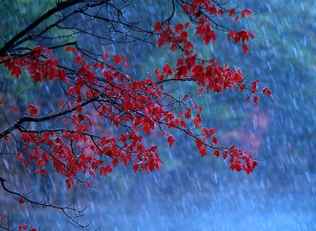 Red Tree - picture, cool, red, rain, tree