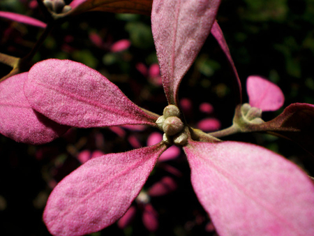 nice flower - flo