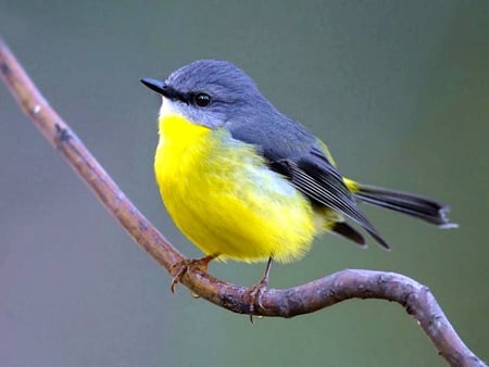 Yellow Robin - yellow, cute, picture, robin