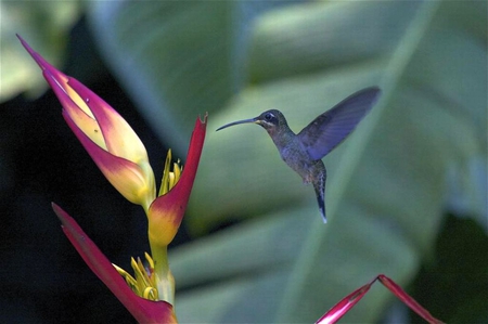 Humming Bird - bird, picture, cool, humming