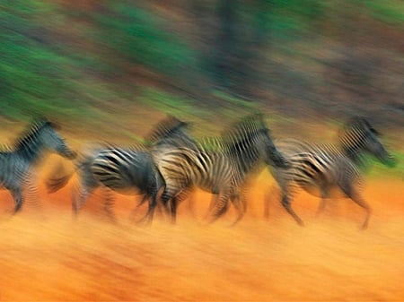 Zebras in Motion - picture, cool, zebras, in motion