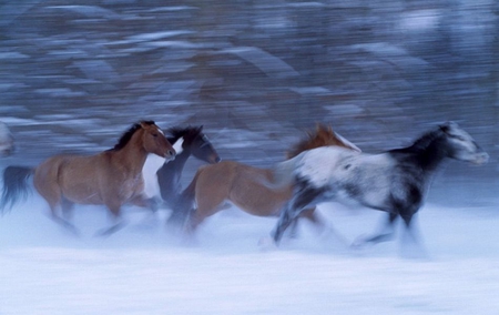 Horses in Motion - picture, horses, cool, in motion