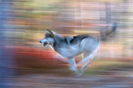 Wolf in Motion - in motion, wolf, cool, picture