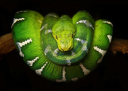 Green Mamba - picture, cool, green, mamba