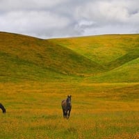 Horses in Flowers-Land