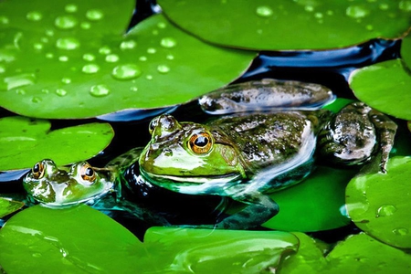 Frogs - cool, frogs, picture, in pond