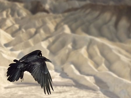 Flying Crow - flying, picture, crow, cool