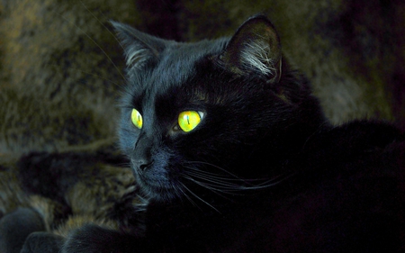 COUNTDOWN TO HALLOWEEN - halloween, black, symbol, cat