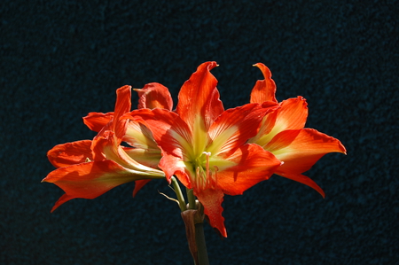 orange lily - flower, orange, open, lily