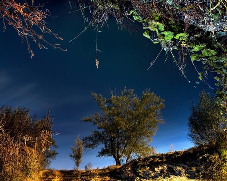 Fall into Night - clouds, trees, nature, view, night, forest, sky, leaves