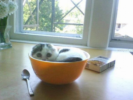 BREAKFAST PLEASE, - spoon, all mine, kitty, bowl