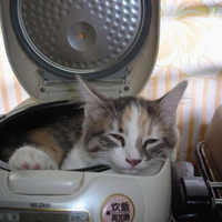KITTY CAT BREAD,