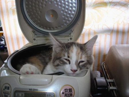 KITTY CAT BREAD, - bread maker, asleep, kitty, cosy