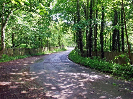 The Road Through - leaves, forest, trees, road