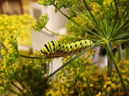 Black Swallowtail Caterpillar