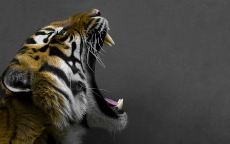 Big Cat - animal, bengal tiger, tiger, wallpaper, big cat