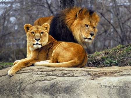 Mr and Mrs - male, lion, female, cats