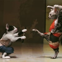 kung fu kitties