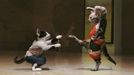 kung fu kitties