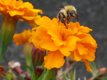 Stopping For a Little Taste - flower, bee, marigold, stem