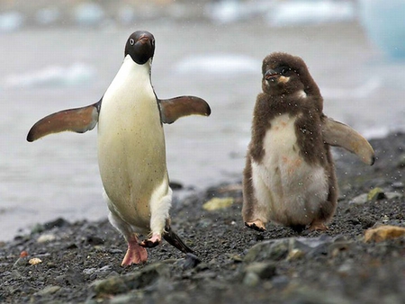 Penguins - beautiful, penguins, cool, picture