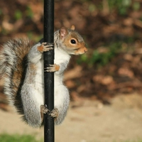 squirrel on Pole