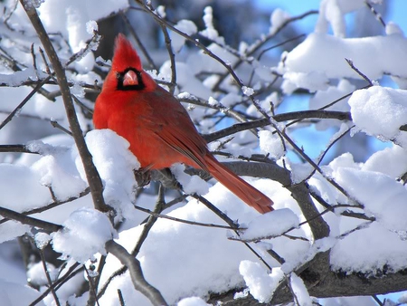 Red on White - cardinal, tree, bird, snow