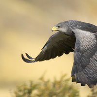 Black Chested Buzzard