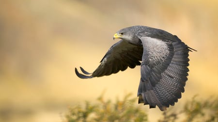 Black Chested Buzzard - argentina, wallpaper, bird, black, chested buzzard eagle