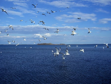 Above the Ocean - sky, sea, blue, birds