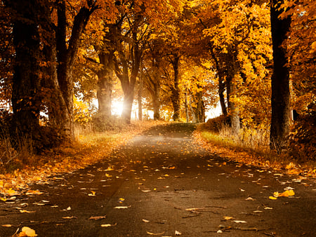 Autumn - nature, season, autumn, road