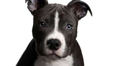 Sweet Pit - fun, cunning, canine, best friend, pit bull, gorgeous, hyper, puppy, powerful, guardian, blue eyes, companion, special, beautiful, friendly, photoshop, beauty, sweet, strong, black, playful, white, big, cute, adorable, loyal