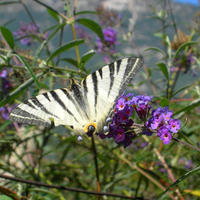 Podalirio Butterfly