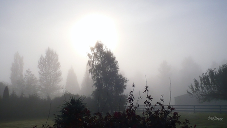 Foggy Autumn Morning - sky, autumn, trees, sun, foggy, mist, fall, fog, firefox persona, misty