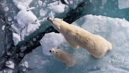 polar bears - pretty, animals, beauty, baby, bears, glacier, white, photography, fur, ice, mommy, cold