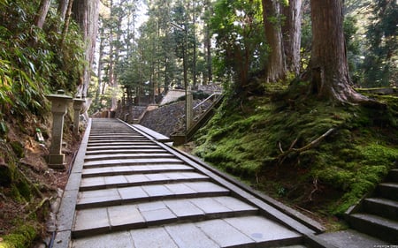 paved forest - nature, trees, photography, green, path