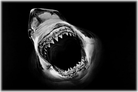 Shark Bite - black, cruent, sea, shark, bite