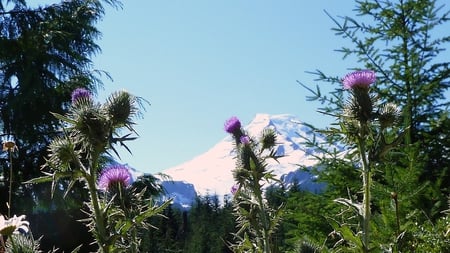 September Mount Baker - trees, purple flowers, volcano, forest, washington, mountain, mount baker, thistle, sky